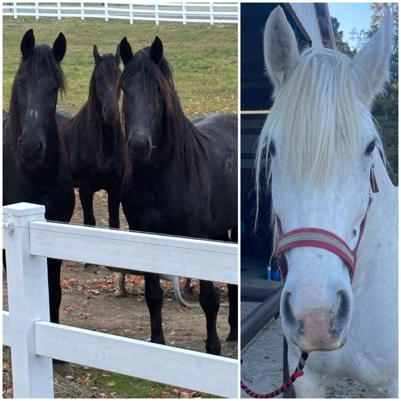 Meet your Posher, Renee. - Picture 2 of 5